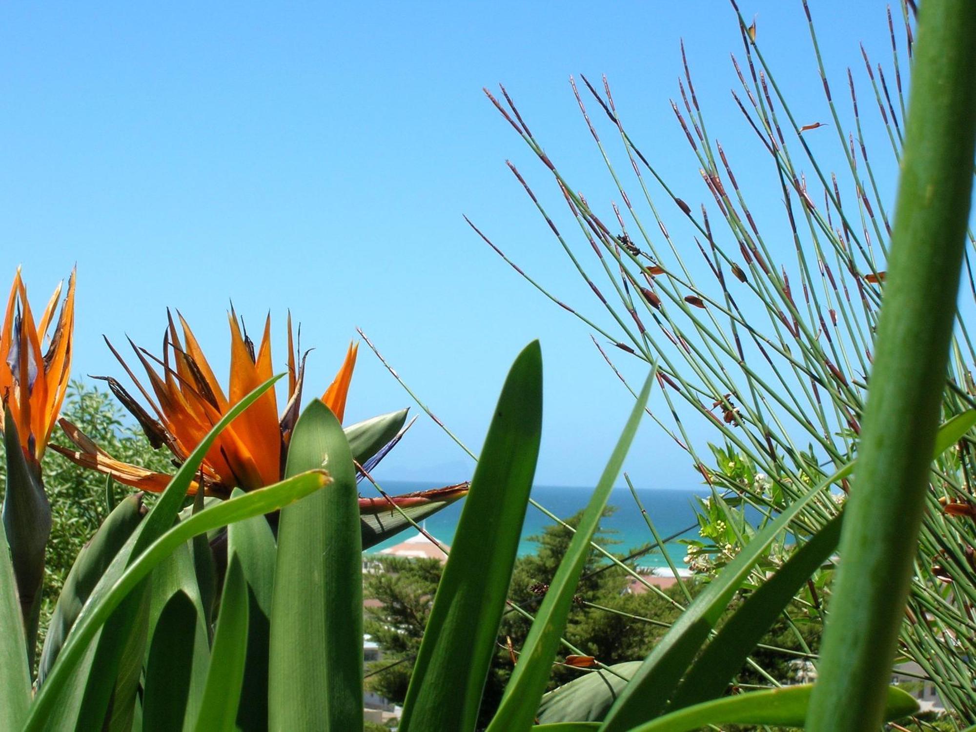 Bluebottle Guesthouse Muizenberg Bagian luar foto